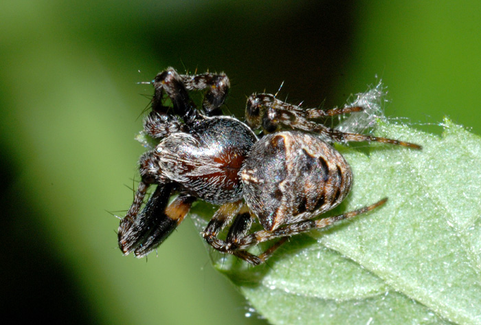 Gibbaranea cf. bitubercolata
